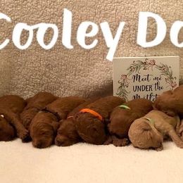 Goldendoodle Puppies from Cooley Doodles