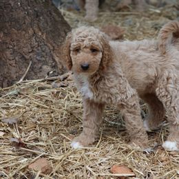Goldendoodle Puppies from FurEver Friends Doodles