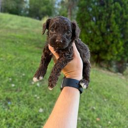 Copper - Brown and white male Cockapoo puppy in Albany, Kentucky from Windy Pines Farm