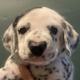 Spaghetti - White and black female Dalmatian puppy in Micanopy, Florida from Fortuna Farms