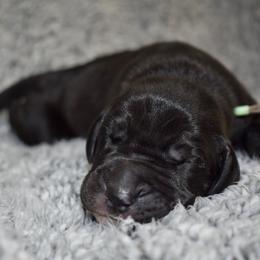 Basil Hayden - Black and white female Great Dane puppy in Chapmansboro, Tennessee from Balthrop Bend Farms