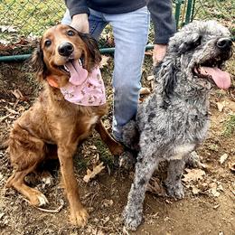 Assorted Doodle Crosses puppies from Kava Kennels