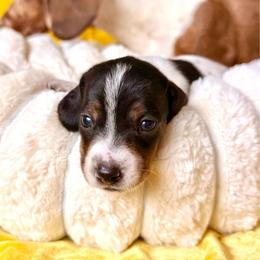 Tailgate - Piebald male Dachshund puppy in Austin, Texas from Duchess Daphne's Doxie Empire