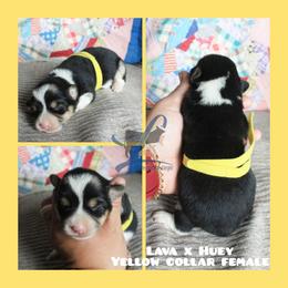 Yellow Female - Black and tan female Pembroke Welsh Corgi puppy in Wayne City, Illinois from Lash Livestock & Corgis