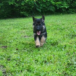 German Shepherd Puppies from Von WestLynn German Shepherds