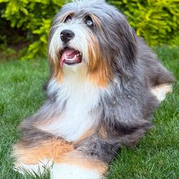 Junie - Bernedoodle