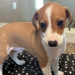 Desert Roan - Red male Italian Greyhound puppy in Tempe, Arizona from Desert Sky Italian Greyhounds
