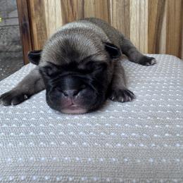 Roxie - Fawn female French Bulldog puppy in Cleveland, Tennessee from Front Porch Frenchies