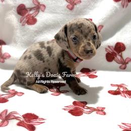 Chocolate and Tan Dapple Male Smooth Red Collar - Chocolate and tan male Dachshund puppy in Cleveland, Tennessee from Kelly's Doxie Farm