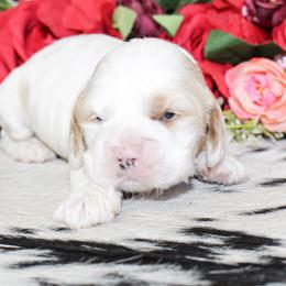 Mickey - Red roan male Cocker Spaniel puppy in Rattan, Oklahoma from Double M Cocker Spaniels