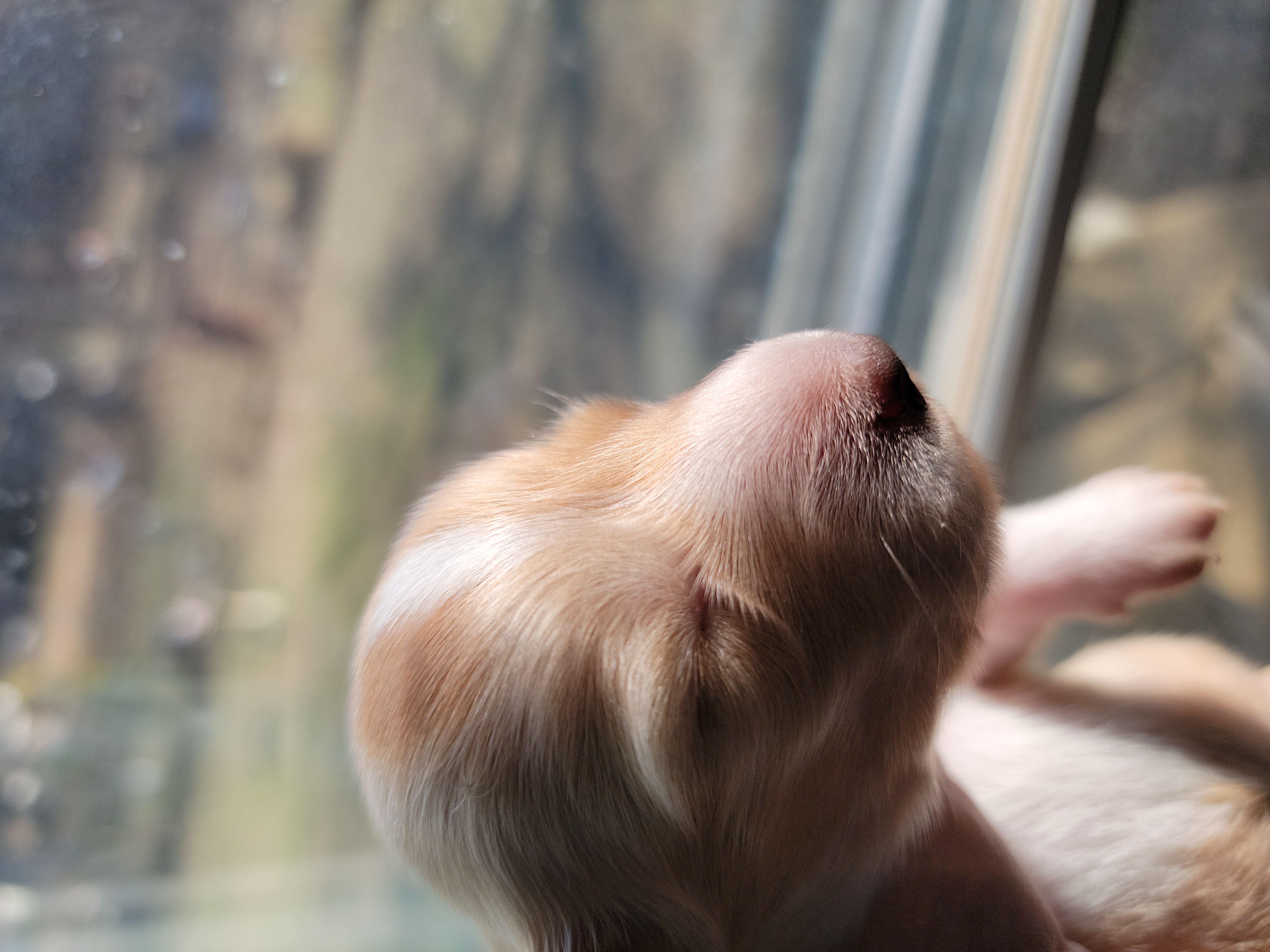 Dachshund Puppies from CLARK'S BREEDING PROGRAM