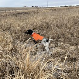German Shorthaired Pointer All Grown Up from The Nosbisch Ranch Shorthaired Pointers