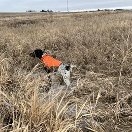 German Shorthaired Pointer All Grown Up from The Nosbisch Ranch Shorthaired Pointers