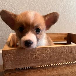 Oliver - Sable male Pembroke Welsh Corgi puppy in Arkansas from CanaanCorgis