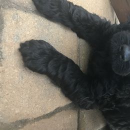 Goldendoodle Puppies from Flightline Doodles