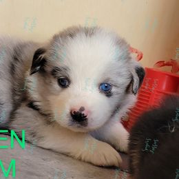 Boy 2 - Blue merle Australian Shepherd puppy in Bakersfield, California from Sager Wiggle Butt Aussies