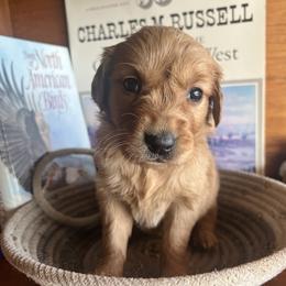 Blue - Golden male Golden Retriever puppy in Leadore, Idaho from Gunsight Goldens