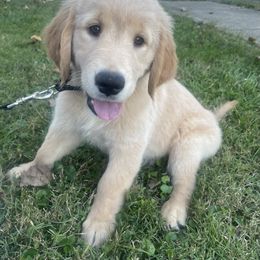 Golden Retriever Puppies from Robinson Goldens