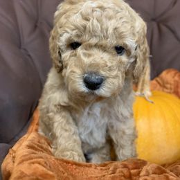 Poodle Puppies from Clegg Poodles