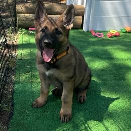 Orange - Sable female German Shepherd puppy in Winters, California from Vom Haefner German Shepherds