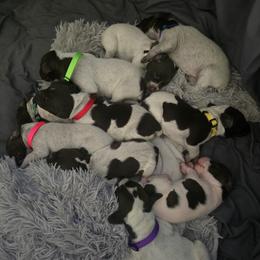 German Shorthaired Pointer puppies from Barnes GSPs