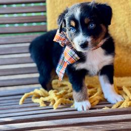 Austin - Black tri-color male Australian Shepherd puppy in Beaverdam, Virginia from Cimmarun Farm Aussies
