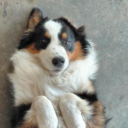 Boy 6 - male Australian Shepherd puppy in Elk Creek, Missouri from Hearts on Fire Australian Shepherds