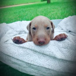 Doberman Pinscher Puppies from Ranchers Companion Doberman Kennel