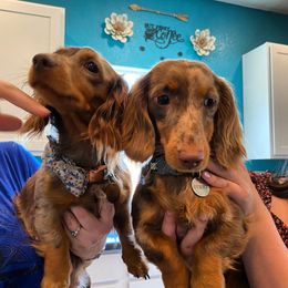 Dachshund All Grown Up from Ruff Life Dachshunds