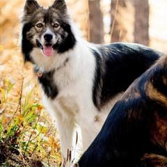 Native American Indian Dog Puppies from Night Eyes Native American Indian Dogs