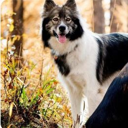 Native American Indian Dog Puppies from Night Eyes Native American Indian Dogs
