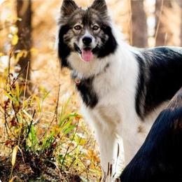 Native American Indian Dog Puppies from Night Eyes Native American Indian Dogs