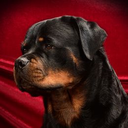 Pebbles - Rottweiler