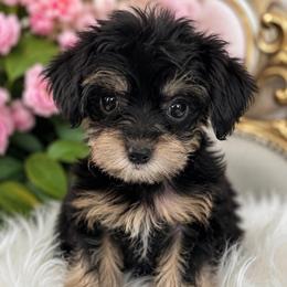 Nala - Black and tan female Yorkshire Terrier puppy in Chattanooga, Tennessee from Joy-Fur Puppies