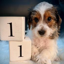 Brown-white parti boy - Parti male Yorkshire Terrier puppy in Machesney Park, Illinois from Three Yorkie Family