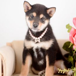 Yumi Black and Tan Girl - Black and tan female Shiba Inu puppy in Neosho, Missouri from Sunny Terrace Shibas