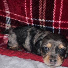 Ben - Dapple male Dachshund puppy in Bowling Green, Kentucky from Lost River Shorty's