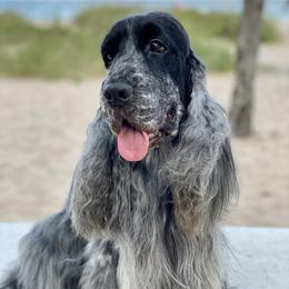Nick - English Cocker Spaniel