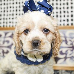 Emma - Buff and white female Cocker Spaniel puppy in Rattan, Oklahoma from Double M Cocker Spaniels