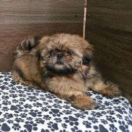 Min Boy - Sable male Shih Tzu puppy in Meadows Of Dan, Virginia from Walt’s Shih Tzus