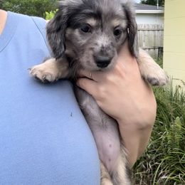 Black and Cream Dapple Girl - Dapple female Dachshund puppy in Lakeland, Florida from Hetu's Dachshunds