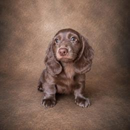 Hershey - Chocolate male Dachshund puppy in Mountainburg, Arkansas from Farm House miniatures