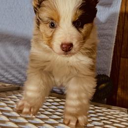 Red merle Boy 2 - Blue Ribbon - Red merle male Australian Shepherd puppy in Dundee, Ohio from Aussies Of Circle H
