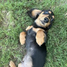 Willie - Dachshund