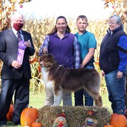 Australian Shepherds from Bodacious Australian Shepherds
