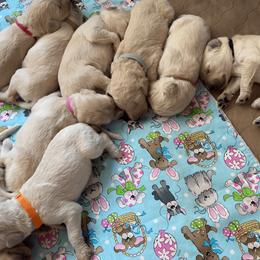 Goldendoodle Puppies from YL Goldendoodles
