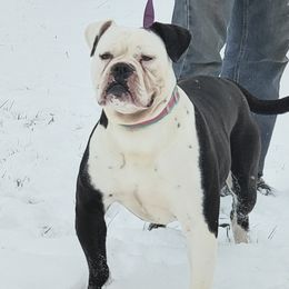 Te'ka - Alapaha Blue Blood Bulldog