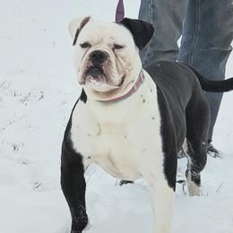 Te'ka - Alapaha Blue Blood Bulldog