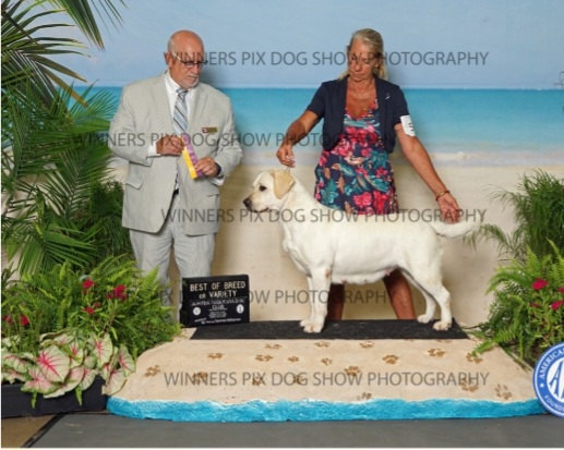 Labrador Retrievers from Spirit Oaks Labrador Retrievers