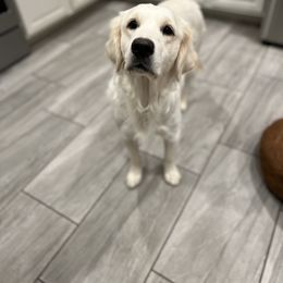 Phoebe - Golden Retriever